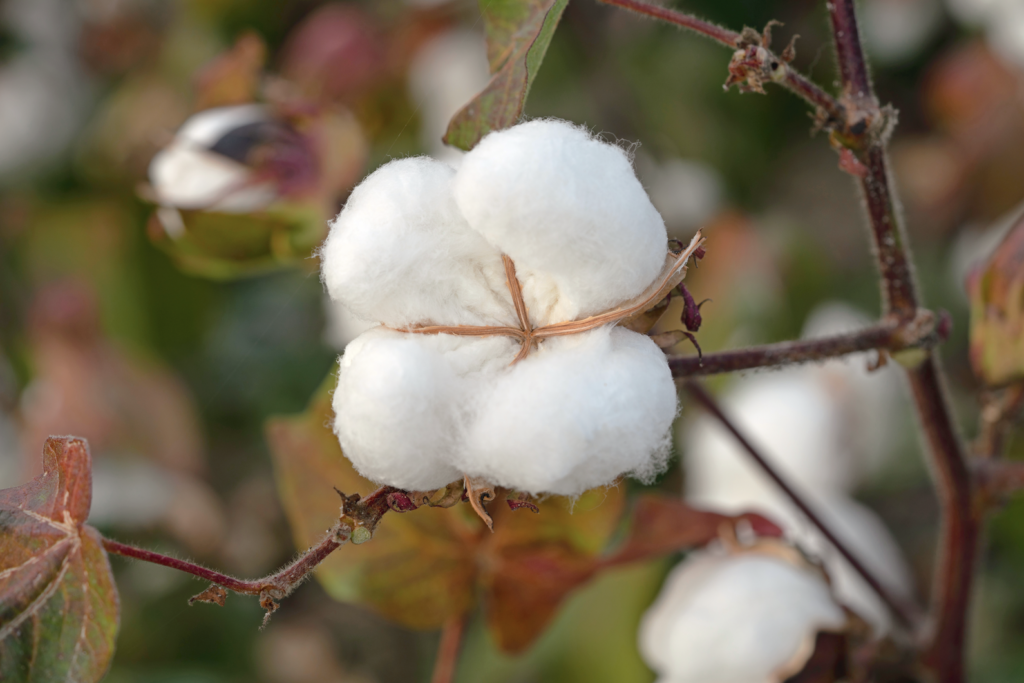 Cotton Close up