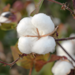 Cotton Close up