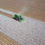 Cotton Crop