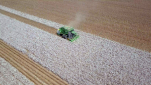 Cotton Crop